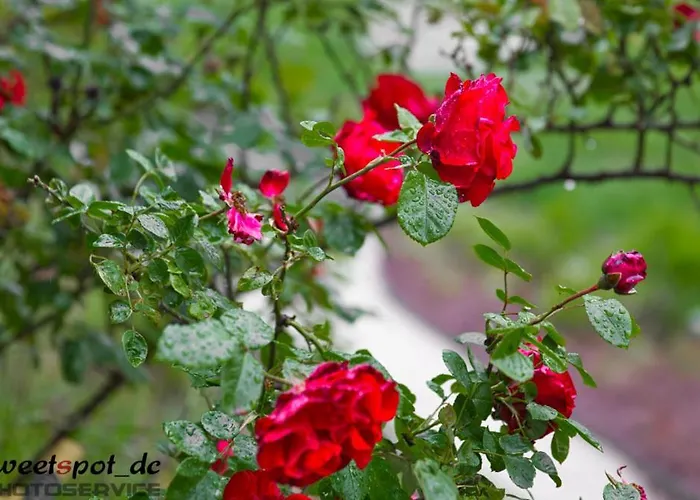 Blumenhof سانكت جورجين ام اترغاو