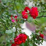 Blumenhof סנט גאורגן אים אטרגאו